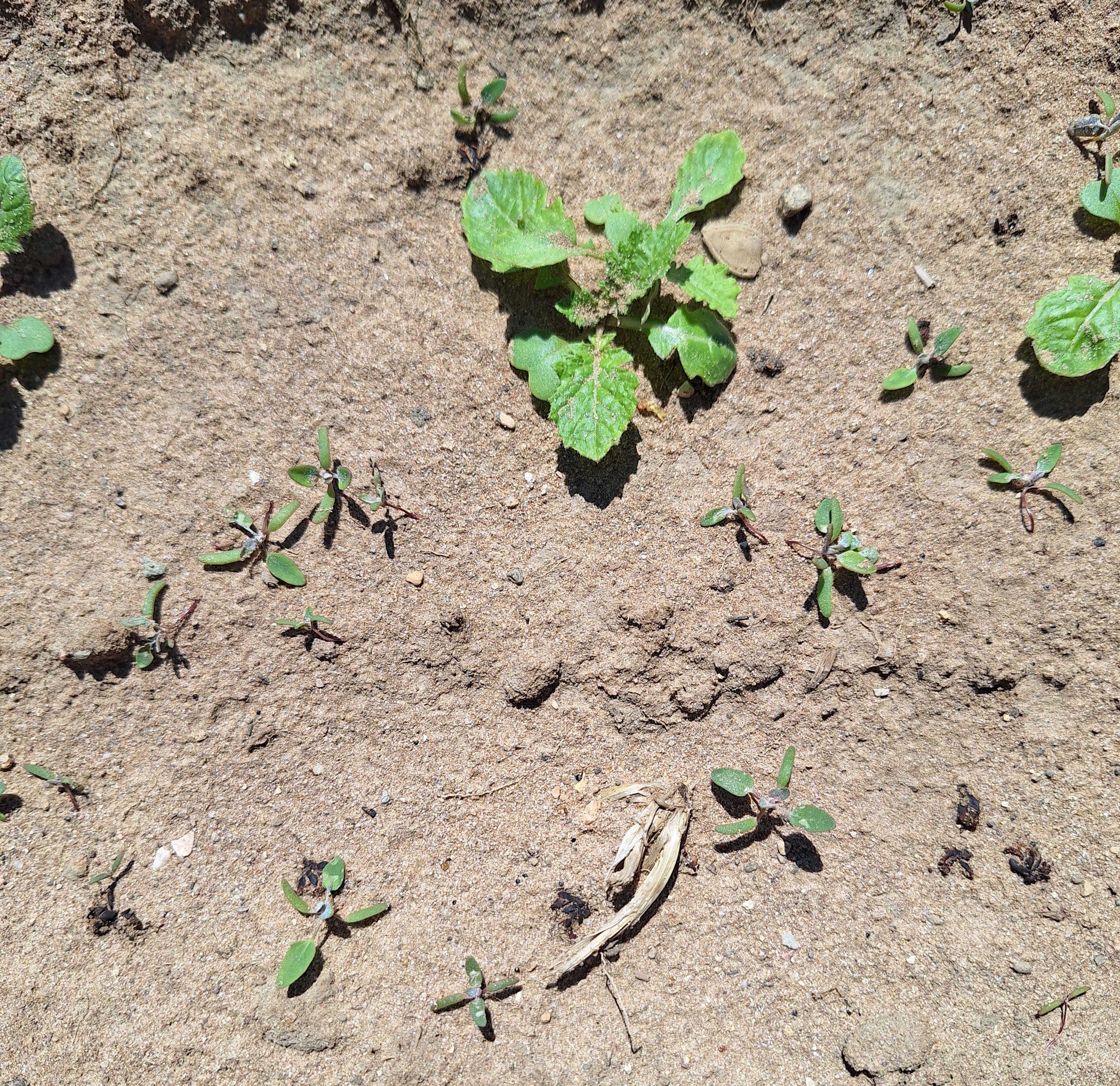 Weeds growing up from ground.